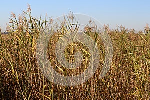 Spartina salt marsh photo