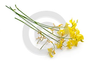 Spartium junceum, commonly known as Spanish broom or weaver`s broom. Isolated