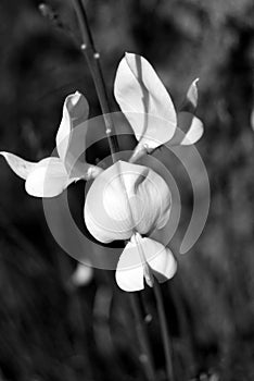 Spartium junceum - spanish broom (black and white)