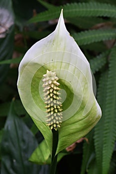 Spathe flower