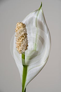 Spathe Flower or Peace Lily Blooming