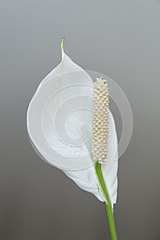 Spathe Flower with white bract