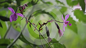 Spathglottis plicata or purple ground orchid flower in the wind with a blurred background