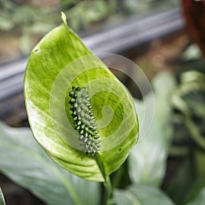 Spathiphyllum