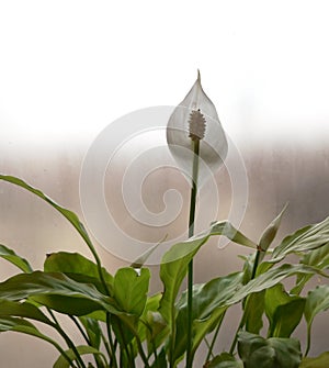 Spathiphyllum