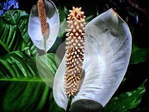 Spathiphyllum cochlearispathum