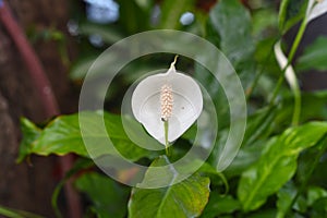 Spathiphyllum cochlearispathum commonly called peace lily growing in Vietnam