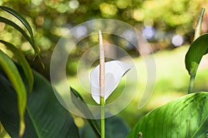 Spathiphyllum cochlearispathum commonly called peace lily growing in Vietnam