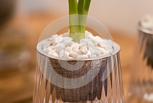 Spathiphyllum cochlearispathum commonly called peace lily growing in water in glass