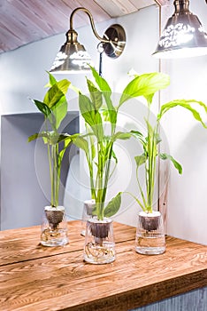 Spathiphyllum cochlearispathum commonly called peace lily growing in water in glass