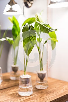 Spathiphyllum cochlearispathum commonly called peace lily growing in water in glass