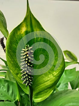 Spathiphyllum cochlearispathum, Peace lily green color