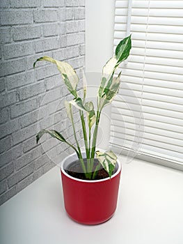 Spathiphyllum Domino is a genus of about 47 species of monocotyledonous flowering plants
