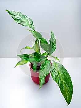 Spathiphyllum Domino is a genus of monocotyledonous flowering plants