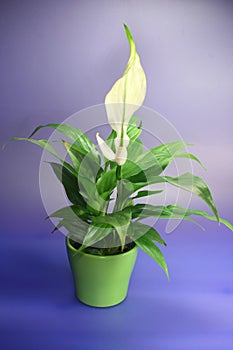 SPATHIPHYLLUM FLORIBUNDUM