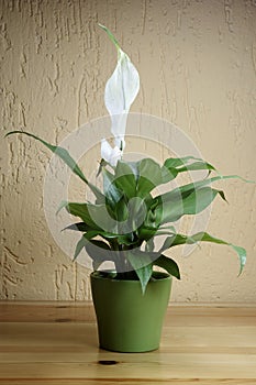 SPATHIPHYLLUM FLORIBUNDUM