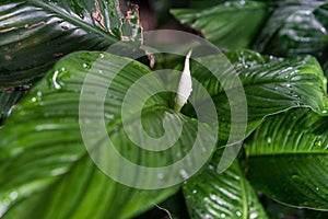 Spathiphyllum floribundum araceae plant leaf from columbia