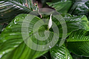Spathiphyllum floribundum araceae plant leaf from columbia photo