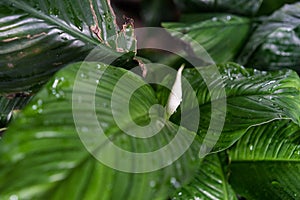 Spathiphyllum floribundum araceae plant leaf from columbia photo