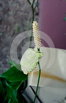 Spathiphyllum floribundum cv. levlandil flower photo