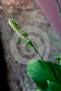 Spathiphyllum floribundum cv. levlandil flower photo