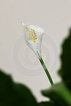Spathiphyllum flower