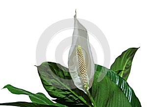 Spathiphyllum flower also known as Mauna Loa plant, peace lily, spathe flower, white flag, white sail photo