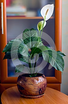 Spathiphyllum flower-associated with female happiness,perfectly survives and grows in a pot in any room