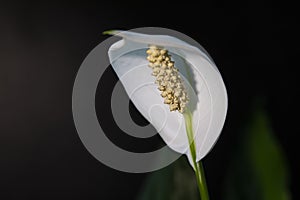 Spathiphyllum flower on a dark background close-up