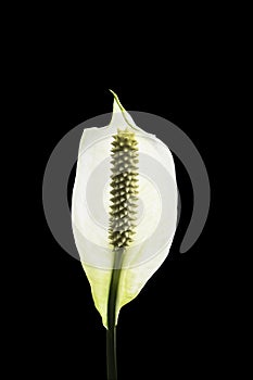 Spathiphyllum flower isolated