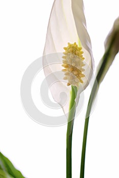 Spathiphyllum flower, Peace lily on white background