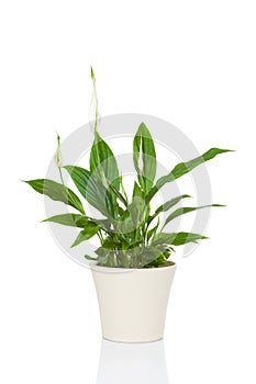 Spathiphyllum flower plant