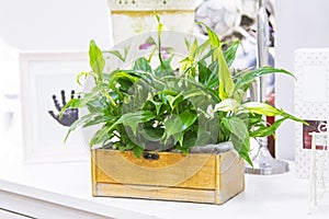 Spathiphyllum flower in a wooden pot