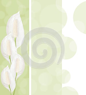 Spathiphyllum flowers background