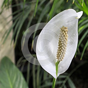 Spathiphyllum is a genus of about 47 species of monocotyledonous flowering plants in the family Araceae