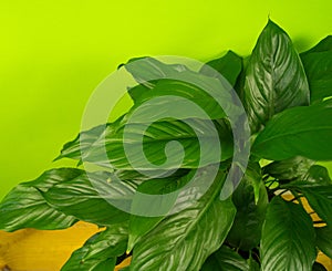 Spathiphyllum home flower of green color. Lime background