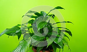 Spathiphyllum home flower of green color. Lime background