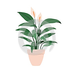 Spathiphyllum, house plant in pot. Blooming peace lilies grows in planter. Spath, blossomed floral houseplant with