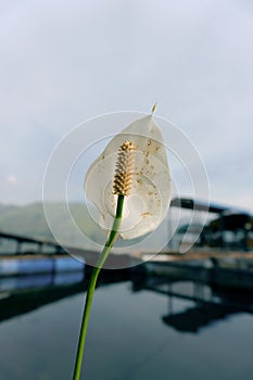Spathiphyllum kochii