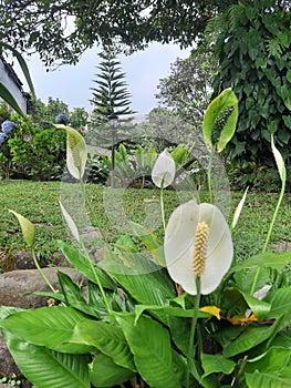 Spathiphyllum kochii flowers in Cipanas, West Java photo