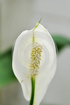 Spathiphyllum, monocotyledonous or Araceae or Spath or Lily Peace flower and rain drop or dew drop on the flower