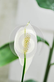 Spathiphyllum, monocotyledonous or Araceae or Spath or Lily Peace flower and rain drop or dew drop on the flower