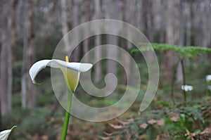 Spathiphyllum monocotyledonous flowering plants in the family Araceae, native to tropical regions of the Americas and southeastern