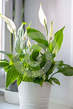 Spathiphyllum. Ornamental green plant for home interior grown in a pot