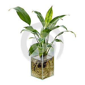 Spathiphyllum or Peace Lily