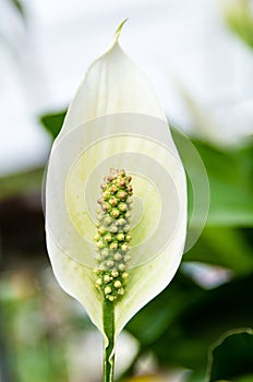 Spathiphyllum or Peace Lily flower