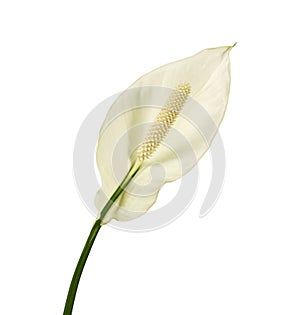 Spathiphyllum or Peace lily flower, Fresh white flower isolated on white background, with clipping path