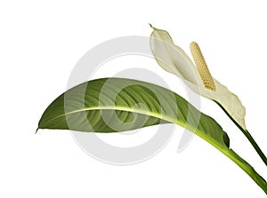 Spathiphyllum or Peace lily flower and leaf, Fresh white flower with green foliage isolated on white background