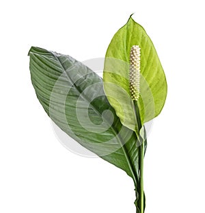 Spathiphyllum or Peace lily flower and leaf, Fresh white flower with green foliage isolated on white background
