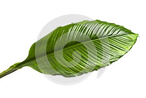 Spathiphyllum or Peace lily leaf, Tropical foliage isolated on white background, with clipping path
